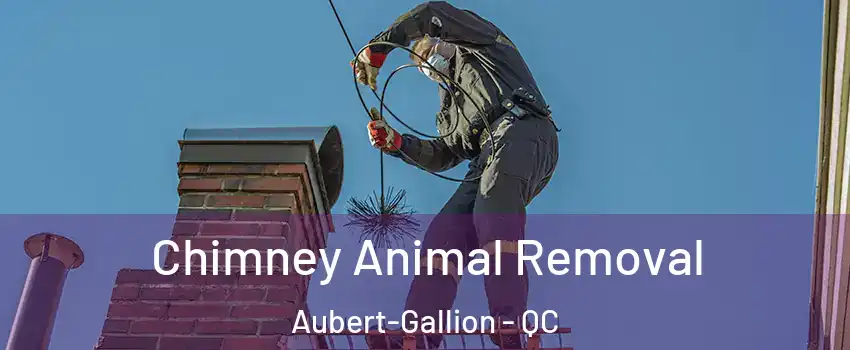 Chimney Animal Removal Aubert-Gallion - QC