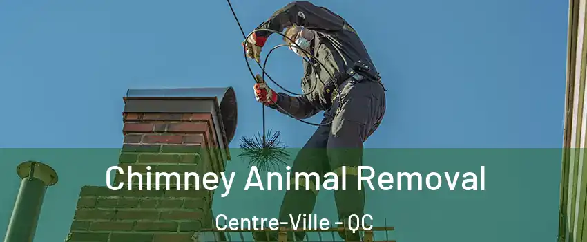 Chimney Animal Removal Centre-Ville - QC