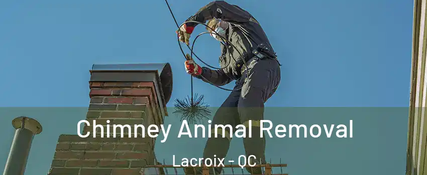 Chimney Animal Removal Lacroix - QC