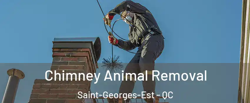 Chimney Animal Removal Saint-Georges-Est - QC