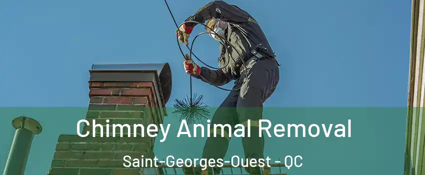 Chimney Animal Removal Saint-Georges-Ouest - QC