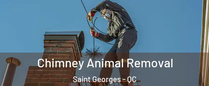 Chimney Animal Removal Saint Georges - QC