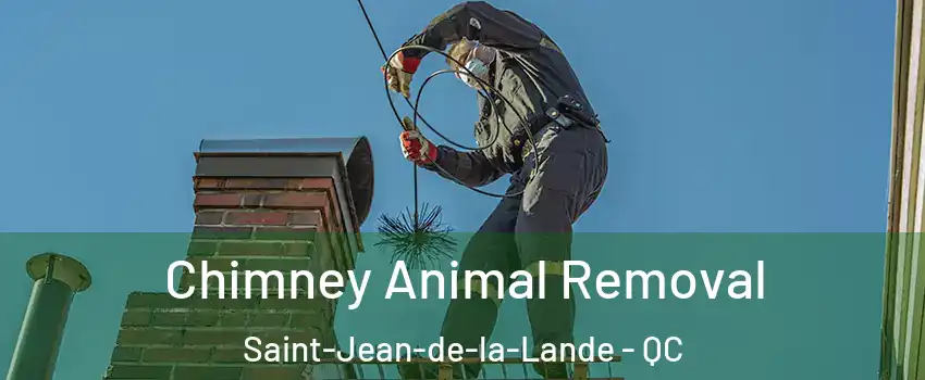 Chimney Animal Removal Saint-Jean-de-la-Lande - QC